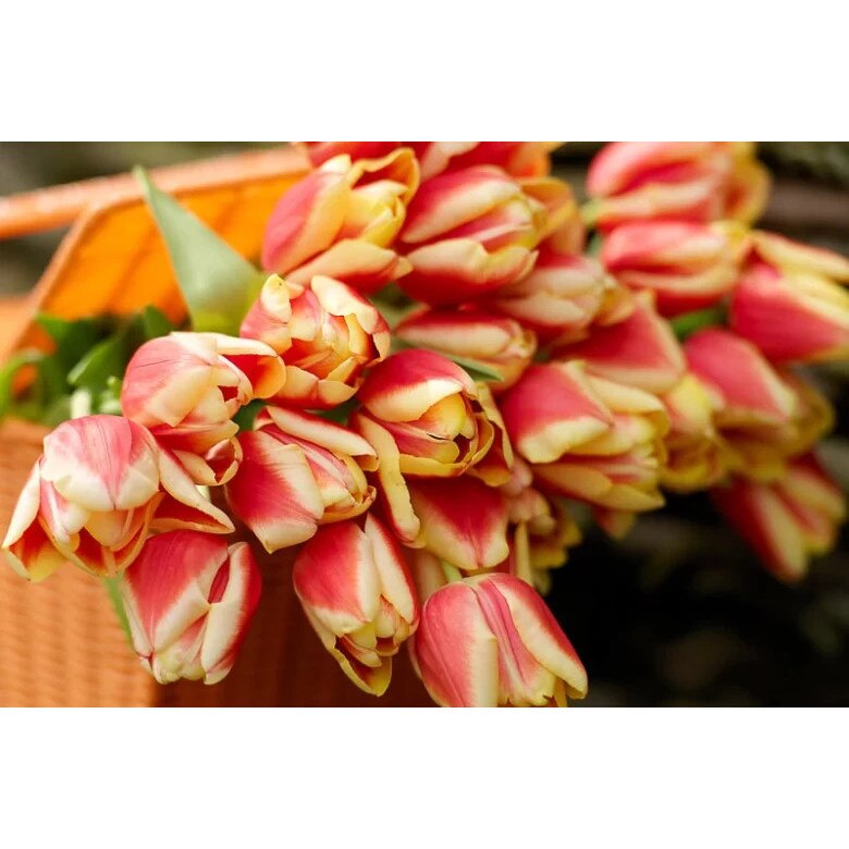 Bulbi lalea, Tulipa Leen Van Der Mark 12/+, 5 bulbi - eMAG.ro