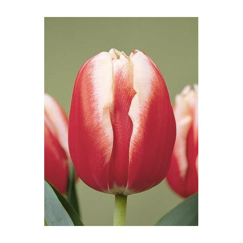 Bulbi lalea, Tulipa Leen Van Der Mark 12/+, 5 bulbi - eMAG.ro
