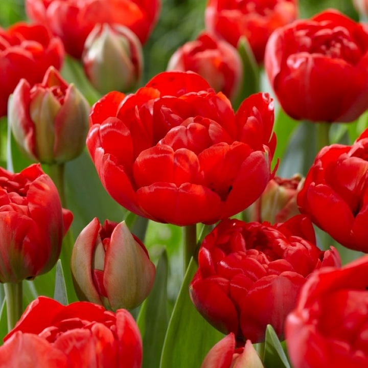 Bulbi lalea, Tulipa Miranda 12/+, 5 bulbi