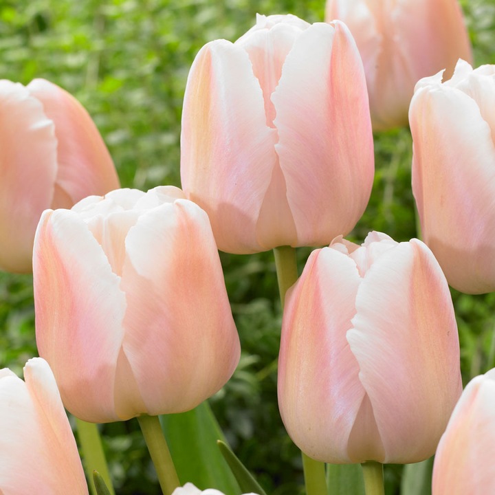 Bulbi lalea, Tulipa Apricot Pride 12/+, 5 bulbi