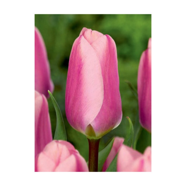 Bulbi lalea, Tulipa Algarve 11/12, 5 bulbi