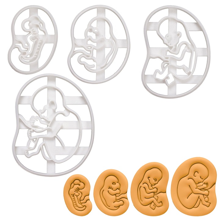 Set 4 forme biscuiti tema dezvoltare fetala, multicolor, plastic