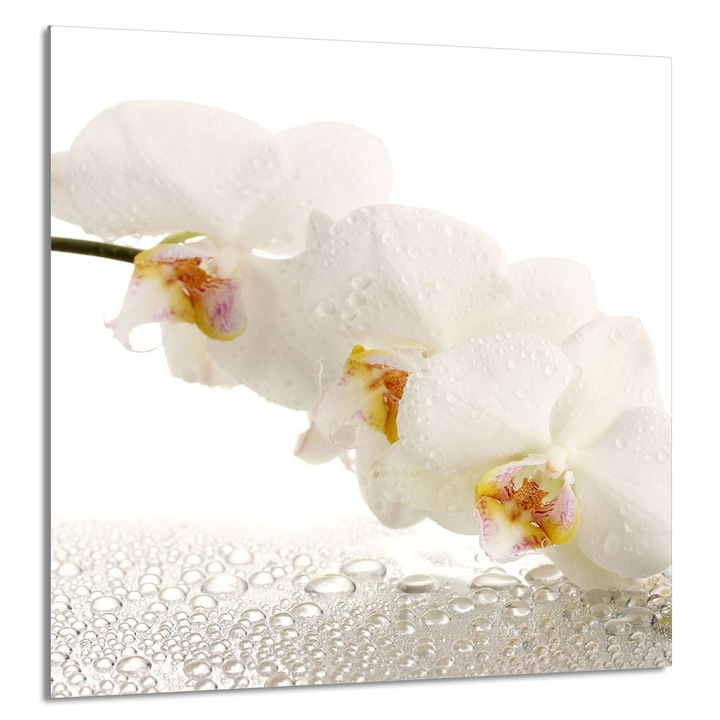 Konyhai üvegpanel 60x65 cm, TMK ArtDeko, modern design, multifunkcionális, szennyeződés elleni védelem, élénk színek