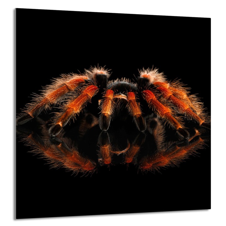 TMK ArtDeko konyhai üvegpanel 60x65cm, védelem, edénytartó, többszínű