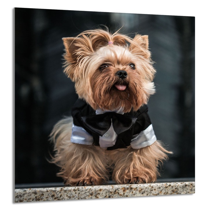 TMK ArtDeko Üveg konyhai hátlap 60x65cm, védelem, edénytartó, többszínű