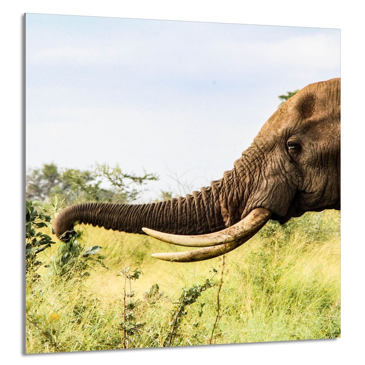 TMK ArtDeko konyhai üvegpanel 60x65cm, védelem, edénytartó, többszínű