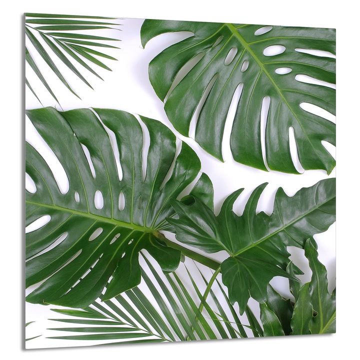 Konyhai üvegpanel 60x65 cm, TMK ArtDeko, Monstera design, szennyeződés elleni védelem, sokoldalú felhasználás