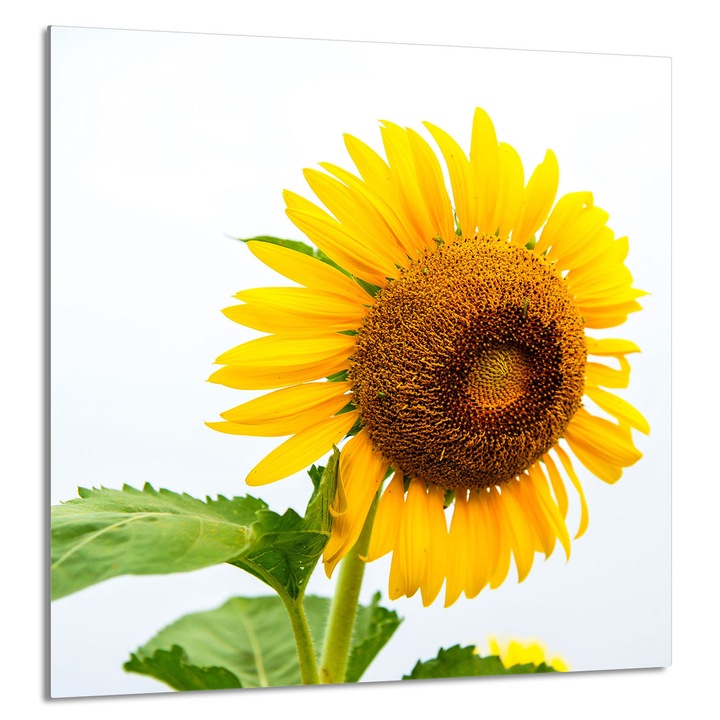 TMK ArtDeko 60x65 cm-es üveg hátfal konyhába, virágmintás, főzőlap védő, forró edényalátét