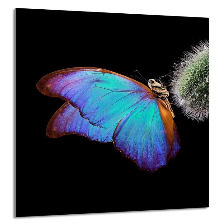 TMK ArtDeko Üveg konyhai hátfal 60x65cm, védelem, modern design