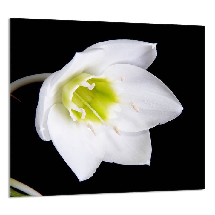 Konyhai üvegpanel 65x60 cm, TMK ArtDeko, modern design, szennyeződés elleni védelem, többszínű