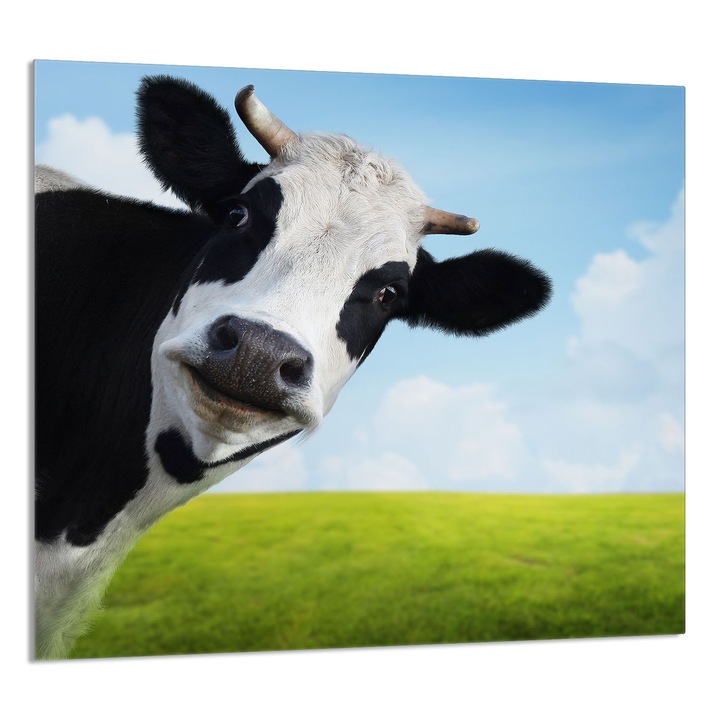 TMK ArtDeko Üveg konyhai hátlap 65x60cm, tehéndizájnnal, többfunkciós