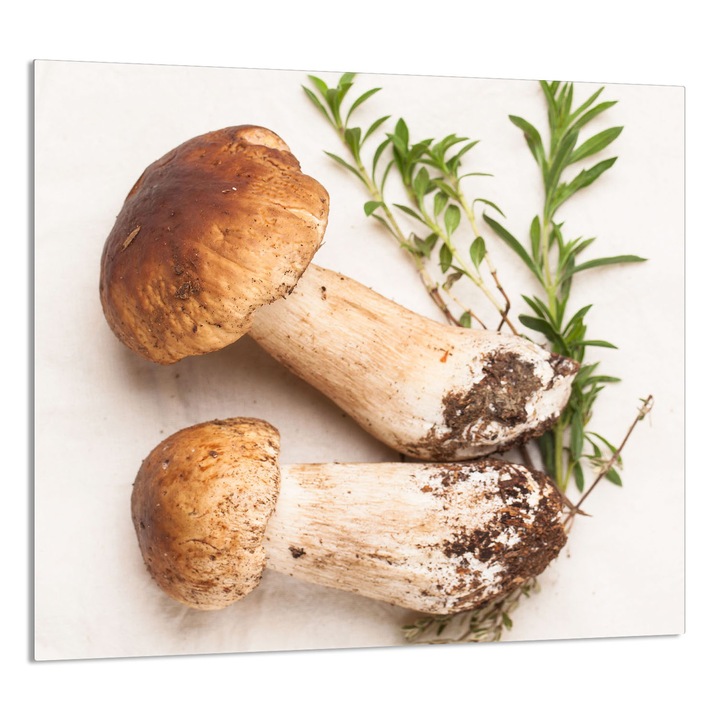 TMK ArtDeko Üveg konyhai hátfal 65x60cm, gombás design, multifunkcionális