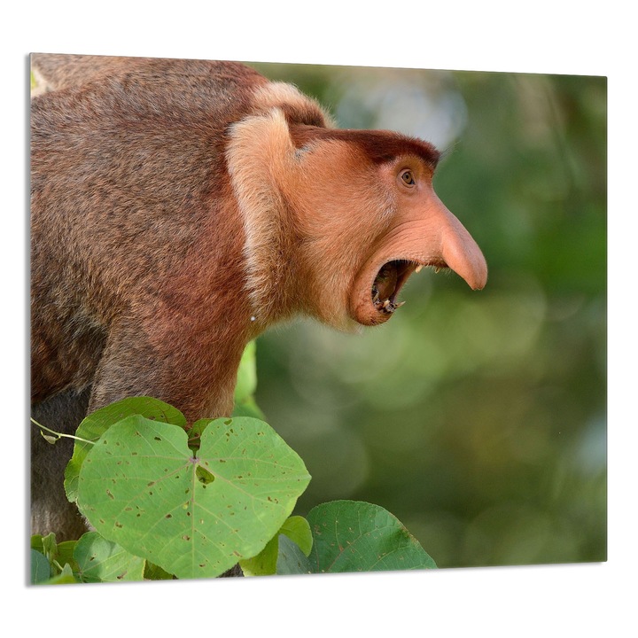 TMK ArtDeko konyhai üvegpanel 65x60cm, védelem, edénytartó, többszínű