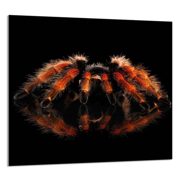 TMK ArtDeko konyhai üvegpanel 65x60 cm, védelem, edénytartó, többszínű