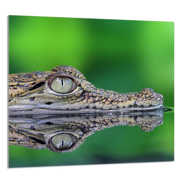 TMK ArtDeko Üveg konyhai hátlap 65x60 cm, krokodil mintás, védelem, edénytartó