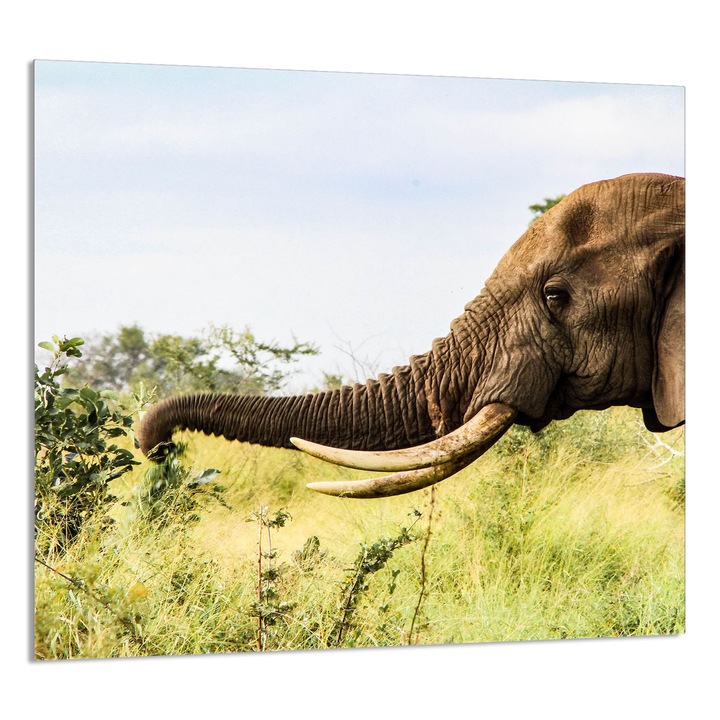 TMK ArtDeko Üveg konyhai hátfal 65x60cm, védelem, többszínű