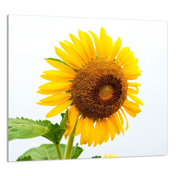 TMK ArtDeko 65x60cm konyhai üvegpanel, virágmintás, multifunkcionális