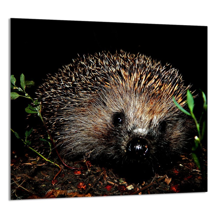 TMK ArtDeko 65x60cm üveg konyhai dekorációs tábla, védelem, edénytartó, többszínű