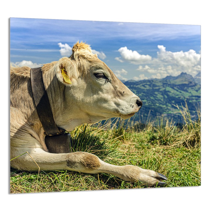 TMK ArtDeko dekoratív üveglap konyhába 65x60cm, tehéndesign, multifunkcionális