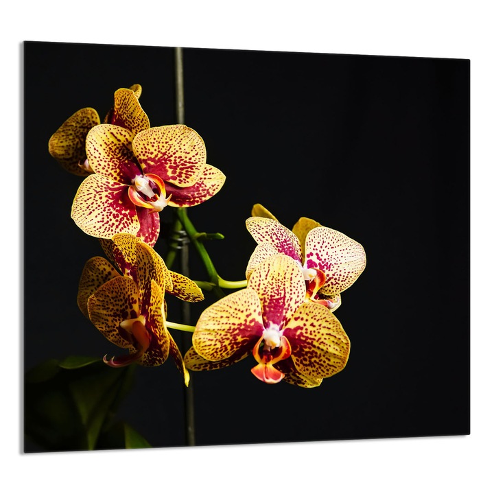 Dekoratív üveg fali panel konyhába 65x60 cm, TMK ArtDeko, védelem, virágos