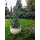 Oală de Grădină Polnix 38x25cm, crem-gri, din ceramică, rezistentă la îngheț