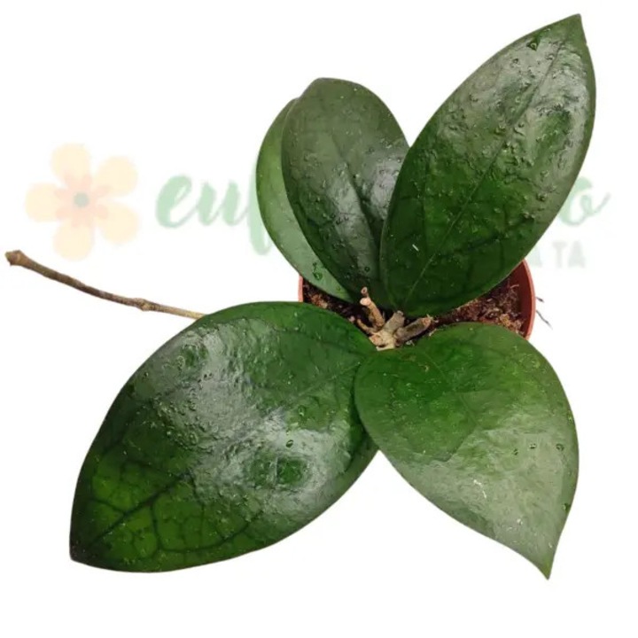 Hoya 'Puom Siam Ruby' D12