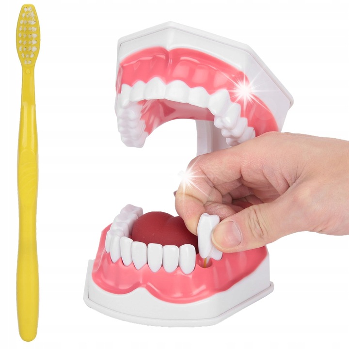 Model anatomic de dinti, 28 dinti permanenti, cu limba, 12x12x9cm, set cu periuta de dinti