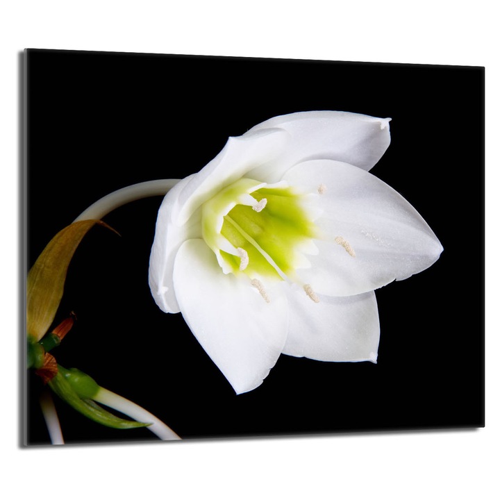 Placa de protectie din sticla pentru aragaz 60x52 TMK ArtDeko, rezistenta la temperaturi, design modern