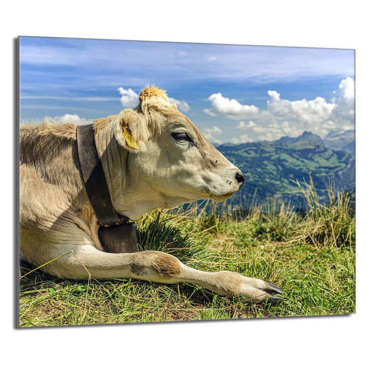 Placa de protectie din sticla pentru aragaz 60x52 TMK ArtDeko, design modern, rezistent la temperaturi, multicolor