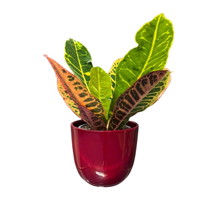 Croton, planta in ghiveci ceramic, 25-30 cm, colorat, decorativ