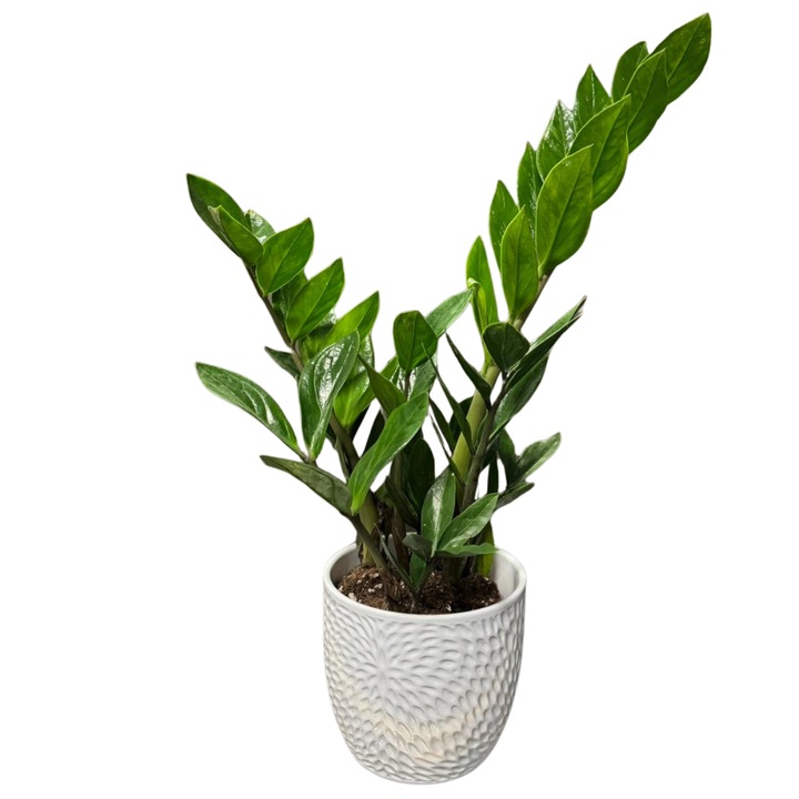 Planta decorativă Zamioculcas, în ghiveci ceramic, h50cm, verde