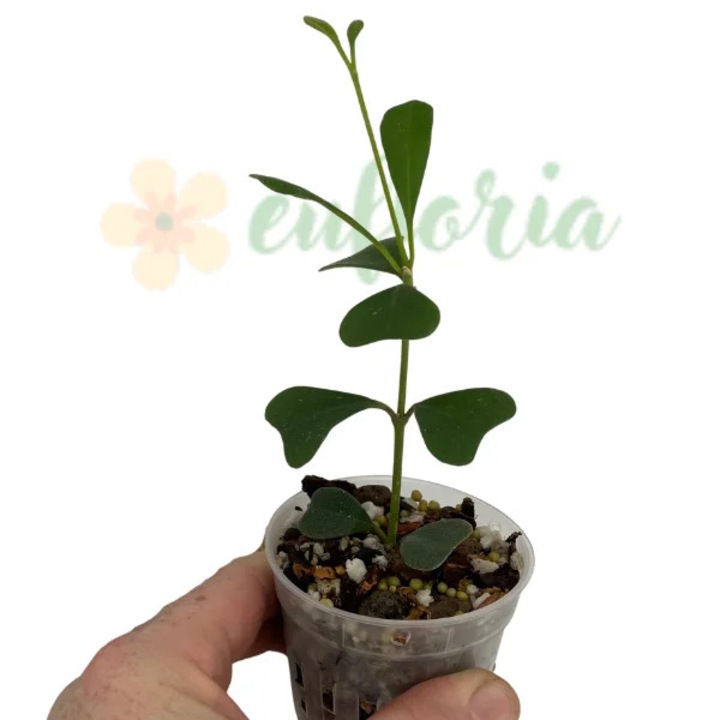 Hoya manipurensis D7