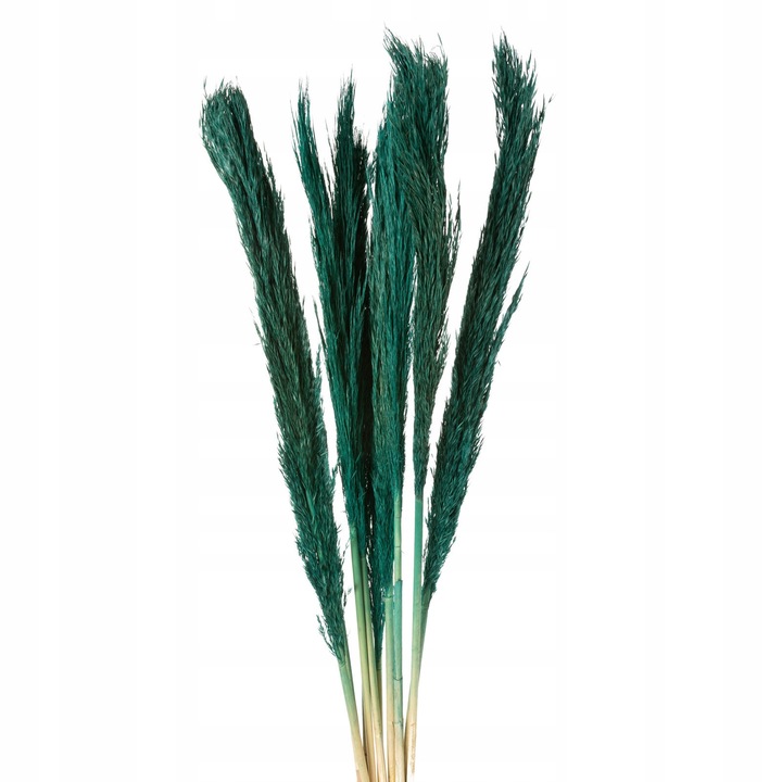 Iarba de Pampas Uscata Albastra Decorativa 35 cm
