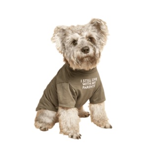 Haine animale de companie