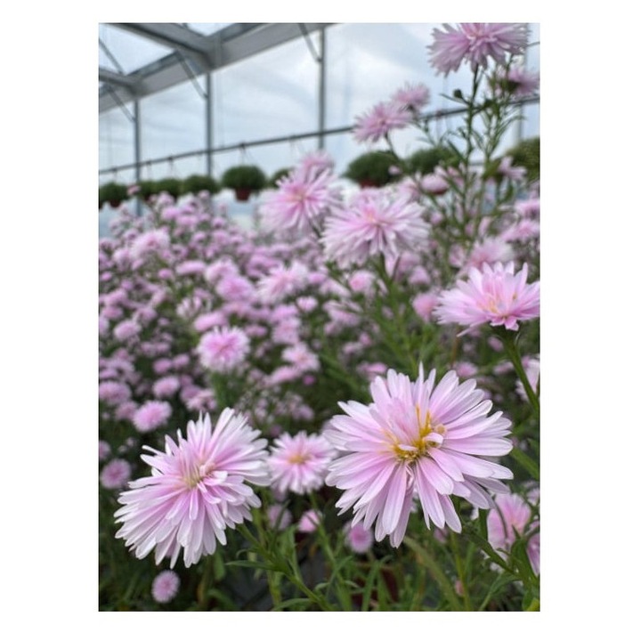 Planta perena Aster ‘Camilla’ – ghiveci P13