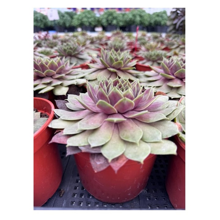 Planta suculenta Sempervivum ‘Bigsam Pink Pomelo’ – ghiveci P12