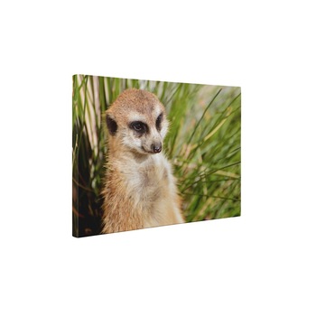 Suricata curioasa - Tablou Canvas - 65x85 cm Suricata curioasa - Tablou Canvas - 65x85 cm