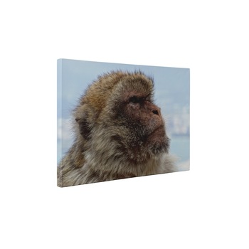 Mountain monkey - Tablou Canvas - 85x110 cm Mountain monkey - Tablou Canvas - 85x110 cm