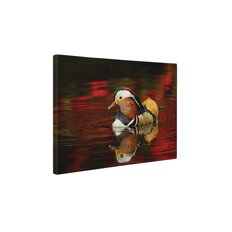 Rata mandarin - Tablou Canvas - 50x65 cm