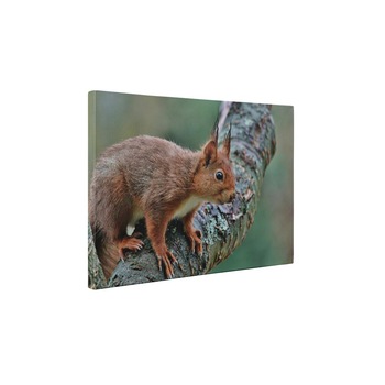 Veverita pe copac - Tablou Canvas - 25x35 cm Veverita pe copac - Tablou Canvas - 25x35 cm