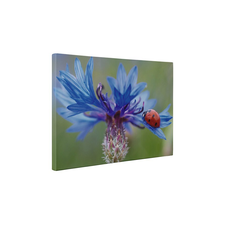 Floarea albastra - Tablou Canvas - 85x110 cm