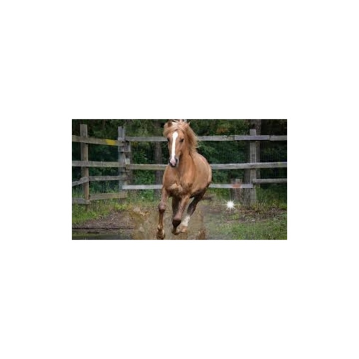 Образователни пъзели, Castorland, Карта на Полша, 100 елемента, многоцветни