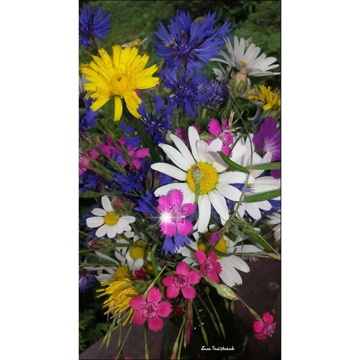 Creioane colorate pentru copii, St. Majewski, set 36 culori, forme triunghiulare, include creion auriu si argintiu