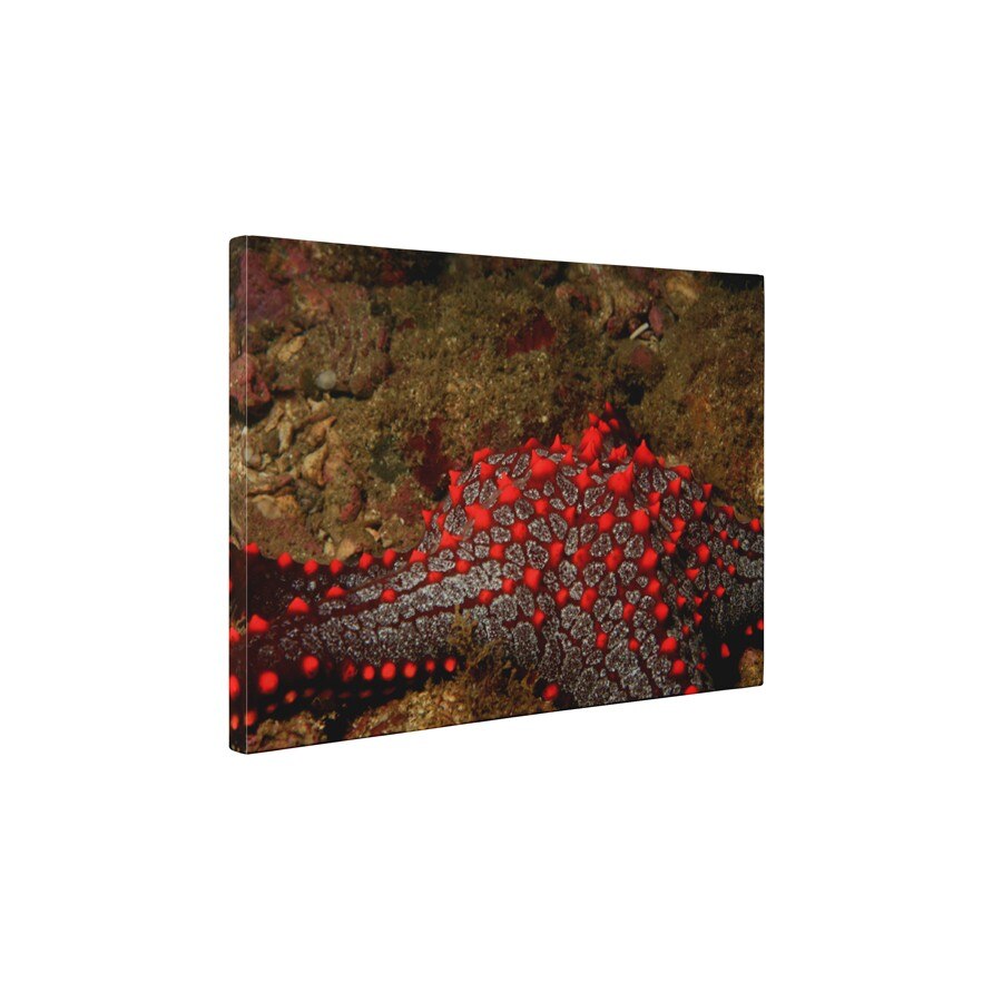 Stea de mare rosie - Tablou Canvas - 60x80 cm