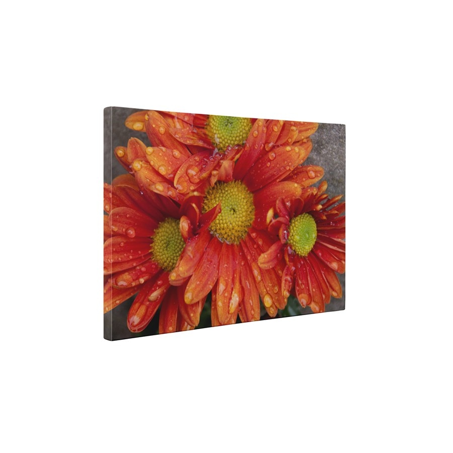 Gerbere cu roua - Tablou Canvas - 60x80 cm