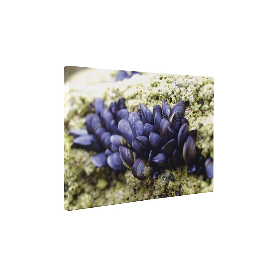 Scoici mov - Tablou Canvas - 65x85 cm