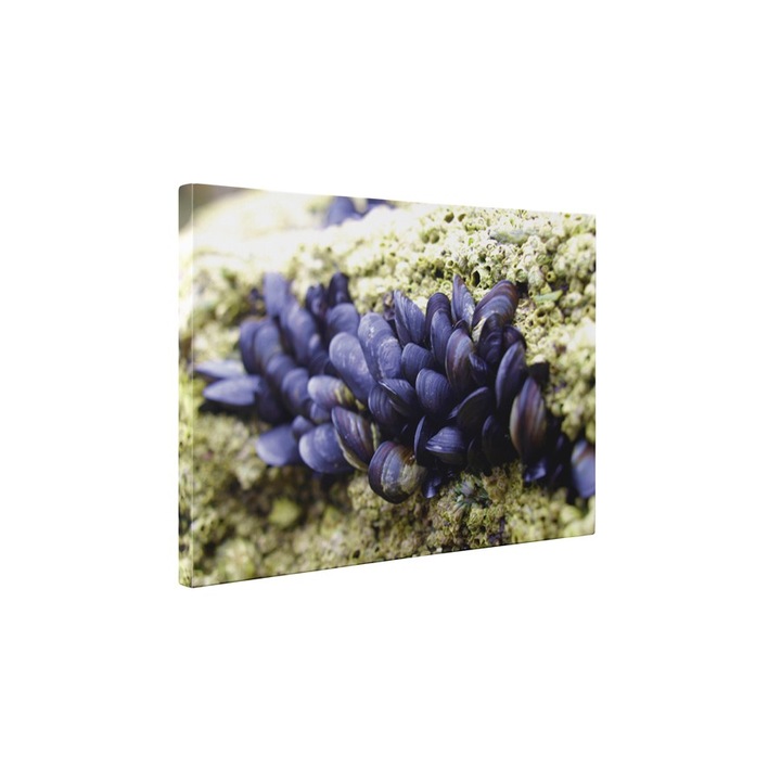 Scoici mov - Tablou Canvas - 45x60 cm