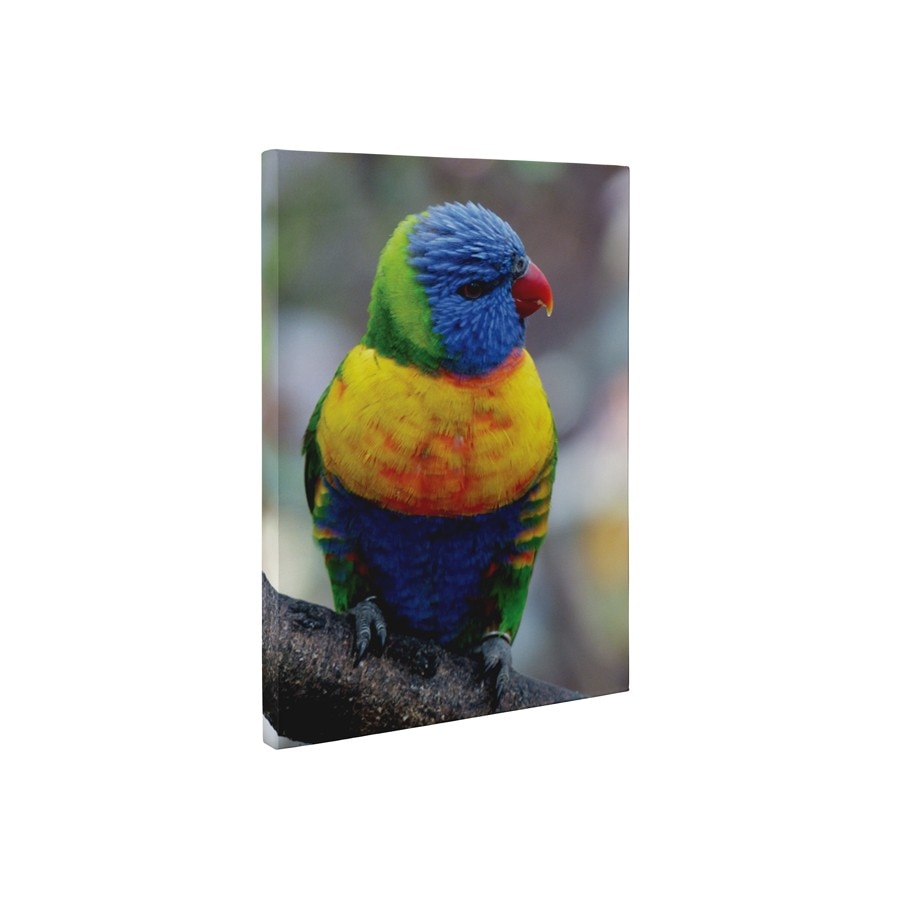 Papagalul colorat - Tablou Canvas - 60x75 cm