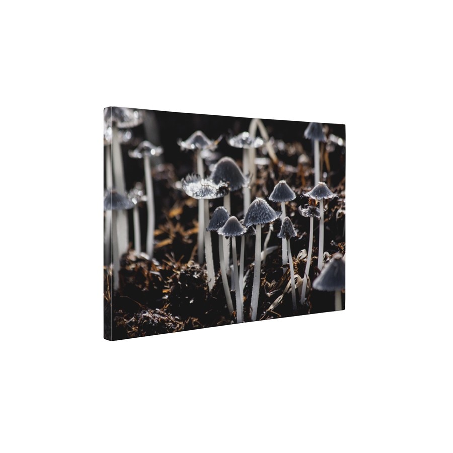 Ciuperca soarecelui - Tablou Canvas - 45x60 cm