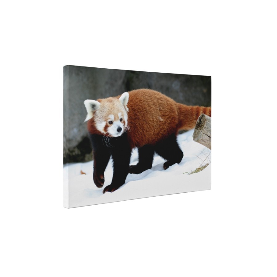 Panda rosu in zapada - Tablou Canvas - 60x80 cm